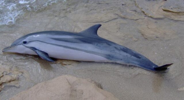 Delfino spiaggiato, carcassa sparita: “Potrebbero venderla come tonno”