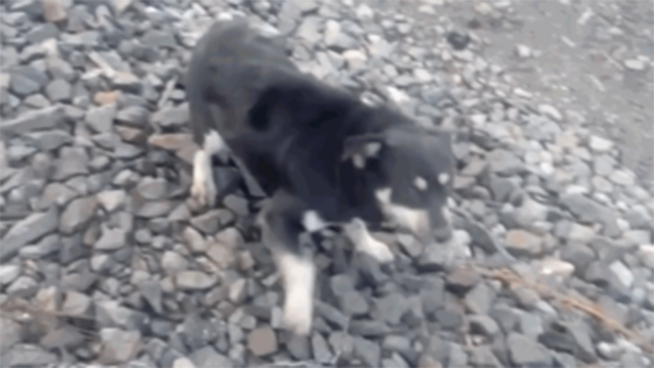 Macchinista dal cuore d’oro: ferma il treno e salva un cane abbandonato sui binari
