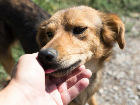 Cane denutrito e abbandonato in un parcheggio, individuata la proprietaria e multata per 5mila euro