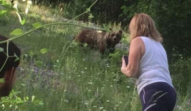Turisti inseguono mamma orsa e i cuccioli per una foto: due piccoli dispersi nel bosco