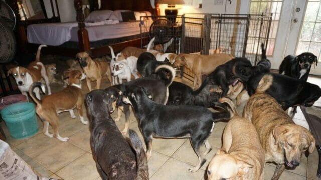 Bahamas, accoglie in casa 97 cani per salvarli dallʼuragano Dorian