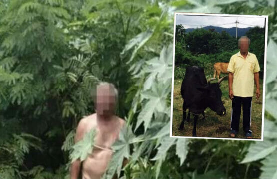 Pensionato sorpreso a fare sesso con una mucca in un campo