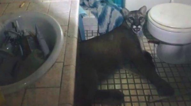 Si svegliano e trovano un puma nel bagno di casa, grande paura per un’intera famiglia