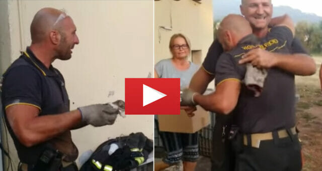 Pompiere salva gattino intrappolato e scoppia a piangere: IL VIDEO
