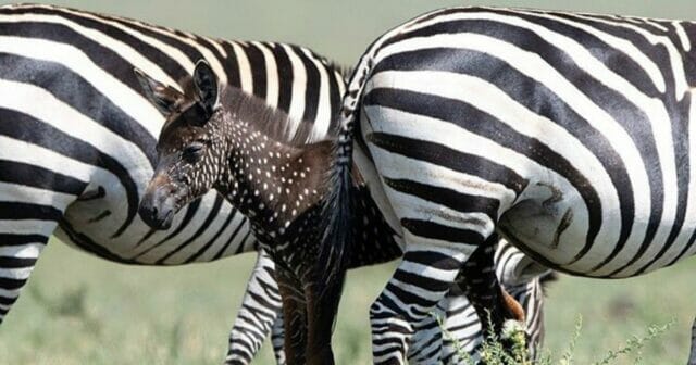 Nata la prima zebra a pois: «Ha i puntini al posto delle strisce»