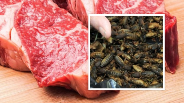 Orrore in Campania, carne invasa da insetti: sequestrata nota attività commerciale