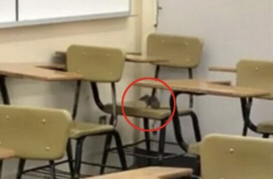 Caos in una scuola: topo entra in classe e semina il panico tra gli studenti