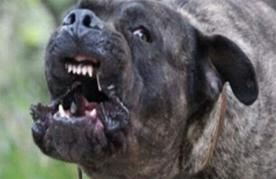 Ucciso da un bulldog americano, il padrone arrestato per omicidio