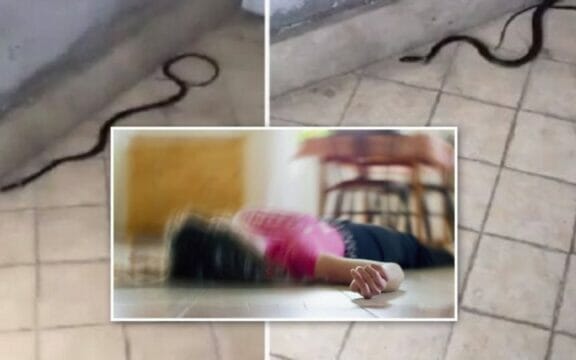 “C’è un serpente”. Bambina muore a scuola davanti agli amici