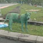 Cane randagio cerca cibo, bulli lo imbrattano di vernice verde: “E’ velenosa, ora rischia la vita”