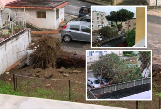 Tragedia sfiorata in Campania, il maltempo abbatte due enormi alberi. Auto distrutte e panico tra la gente