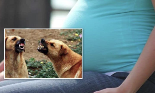 “Aiuto, qualcuno mi aiuti”. Donna incinta azzannata da un branco di cani: aveva 29 anni