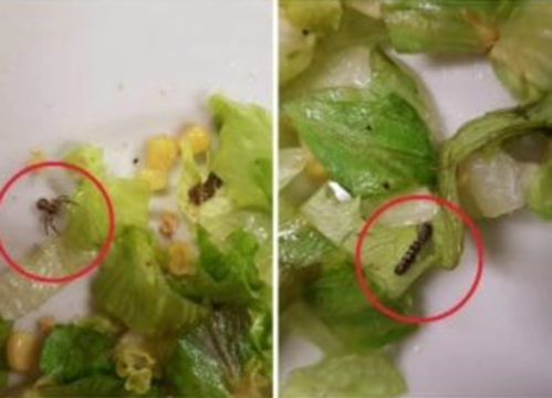 Mensa degli orrori: ragni e insetti nell’insalata per i bambini della scuola elementare, scatta l’allarme