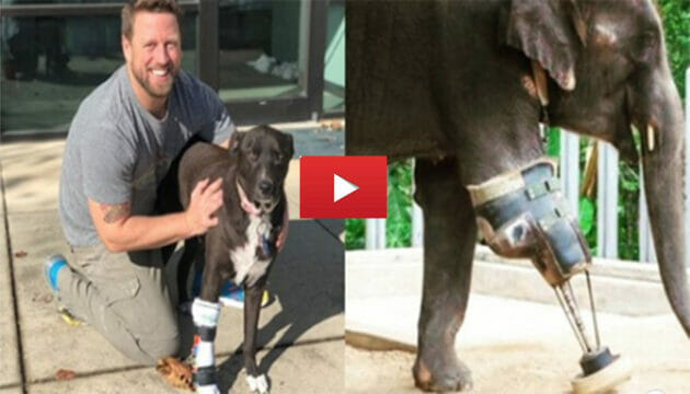 Dai cani agli elefanti, realizza protesi su misura per dare un’altra possibilità agli animali