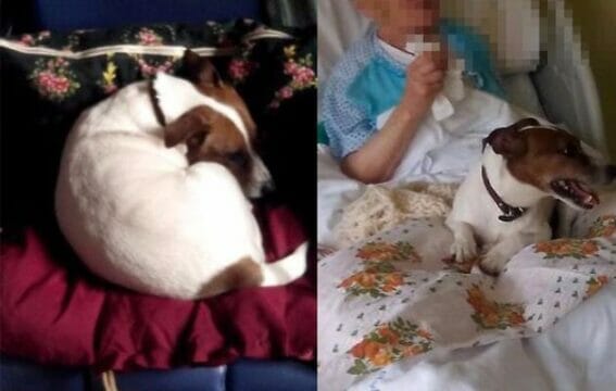 Carletto ha un infarto, il suo cane va a trovarlo all’ospedale: “Da allora è migliorato”