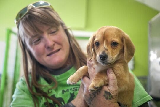 Arriva la svolta per gli amanti dei cani: il veterinario ora è gratis
