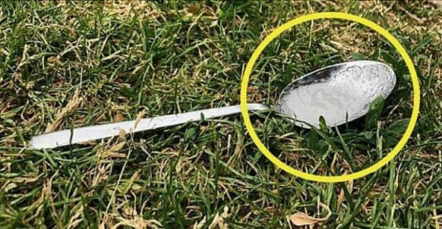 Ecco perchè dovreste mettere sempre un cucchiaio di acqua e zucchero in giardino prima di uscire di casa!