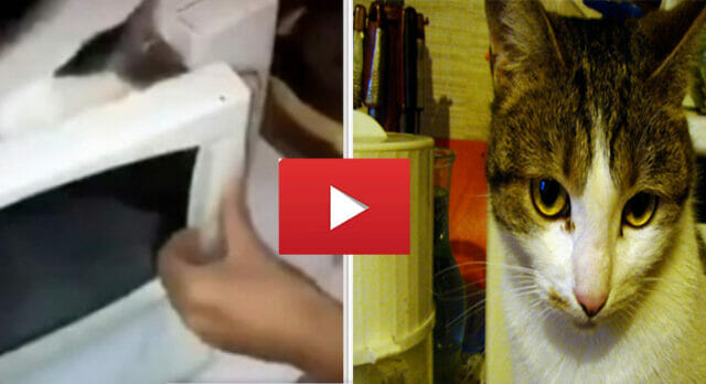 Chiudono gattino nel microonde, i due padroni filmano le torture e se la ridono