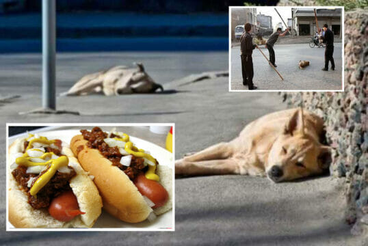 «Non abbiamo più carne» Uccide otto cani in due ore per preparare hot-dog 