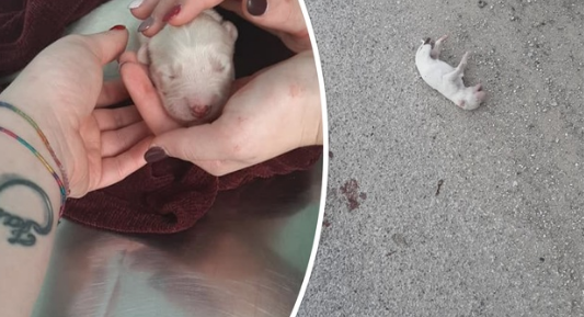 Cuccioli di cane torturati e uccisi, i volontari riescono a salvarne uno solo: «Le pene vanno inasprite»