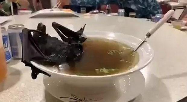 Ragazza mangia un pipistrello al ristorante: dall’animale è partita la malattia