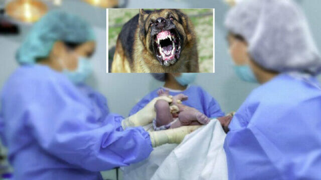 Ultim’ora. Branco di cani entra in una sala operatoria e sbrana bimbo appena nato