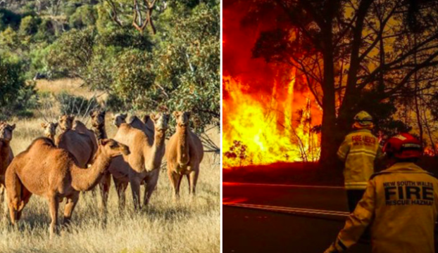 Australia, i cecchini abbatteranno 10mila cammelli: “Bevono troppa acqua”