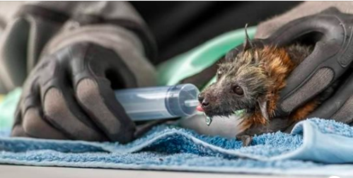 Strage di volpi volanti in Australia: il caldo ne uccide oltre 5mila in sole due settimane