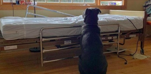 Cane attende per giorni il suo padrone morto accanto al letto di ospedale