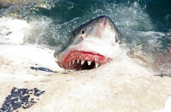 Surfista muore a 30 anni attaccato da uno squalo. I soccorritori: “Scena devastante”