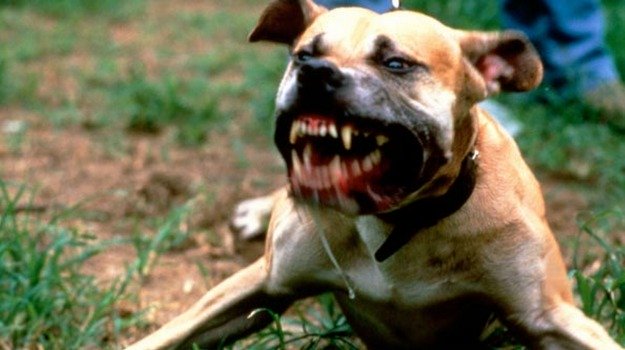 “Fate innervosire il cane”. Ragazzo ucciso dal pitbull dopo una lite