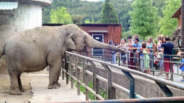 Zoo in crisi a causa del Coronavirus: “Potremmo dover uccidere alcuni animali per sfamarne altri””