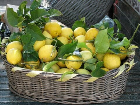 Coronavirus, Coldiretti: limoni usati come disinfettante naturale, boom di richieste nel mondo