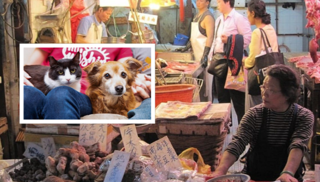 Ultim’ora, storica svolta in Cina: per la prima volta è vietato mangiare carne di cane e gatto