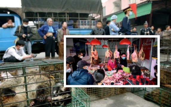 Coronavirus, l’Onu dice basta: divieto in tutto il mondo ai mercati di animali selvatici