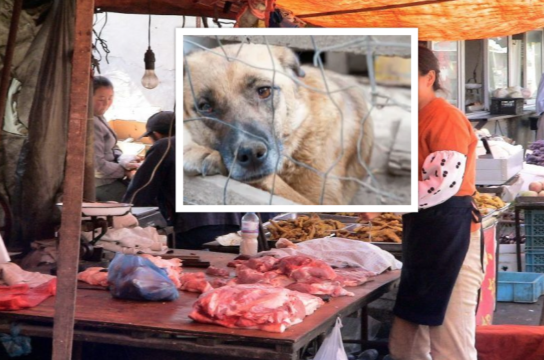 Ultim’ora Coronavirus, la Cina vieta la vendita della carne di cane e gatto