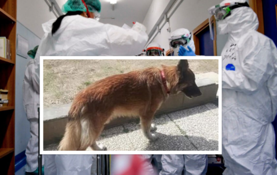 Coronavirus, cane scappa di casa per raggiungere padrone ricoverato: lo trova già morto
