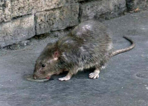 Coronavirus, le conseguenze sui topi: «Sono più aggressivi, hanno fame»