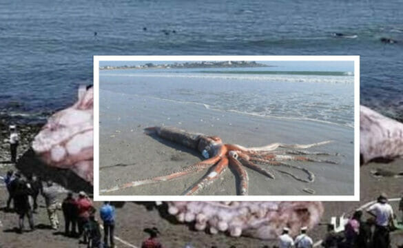 Paura in spiaggia, dal mare arriva un calamaro gigante: «Assurdo»