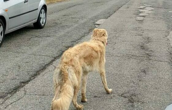 Orrore in Italia, getta un cucciolo di cane dall’auto in corsa