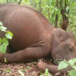 Strage di elefanti: abbattuti dai fili elettrificati e dai colpi di fucile