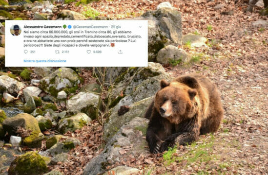 Gassmann sull’abbattimento dell’orso in Trentino: «Lui pericoloso? Vergognatevi»
