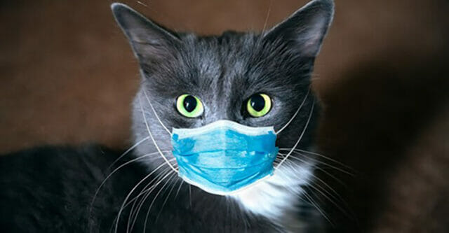 Coronavirus, primo caso al mondo di gatto domestico contagiato