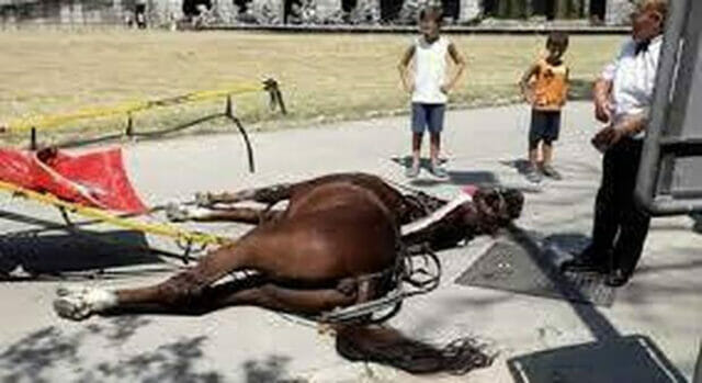 Cavallo ucciso dal grande caldo davanti agli occhi dei turisti
