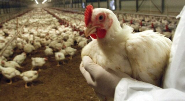 Nuova aviaria nel nord Europa: migliaia di polli abbattuti in Francia e Germania