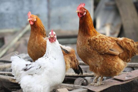 Urta una gallina e cade dalla bici: 75enne muore urtando la testa