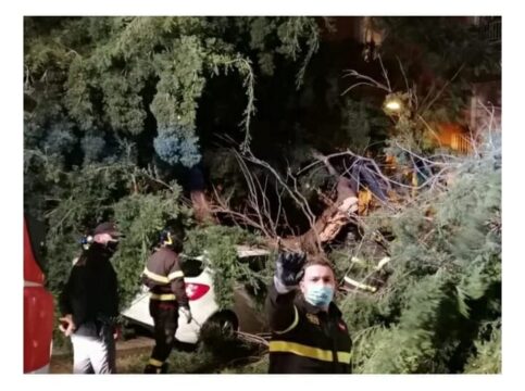 Ultim’ora: maltempo Napoli crolla un albero ferito gravemente un motociclista  