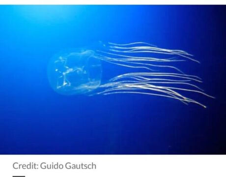 Bimbo di 9 anni morto in spiaggia: è stato punto da una medusa velenosissima