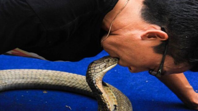 Uomo sposa un cobra di tre metri : “Ci amiamo è la rincarnazione della mia fidanzata defunta”
