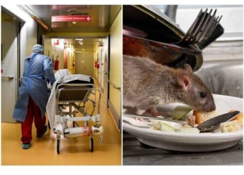 Topo morto sul cibo per il reparto oncologico: “Forse dolo legato ad ambienti no-vax”